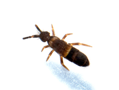 Orchesella cincta argyrotoxa