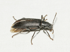 Strongylium terminatum
