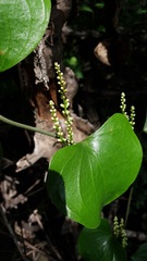 Dioscorea cotinifolia