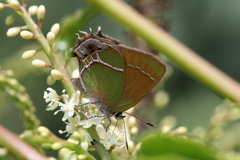 Callophrys xami