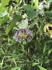 Passiflora actinia