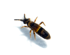 Orchesella cincta argyrotoxa
