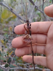 Epidendrum orchidiflorum