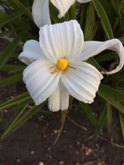Vellozia plicata
