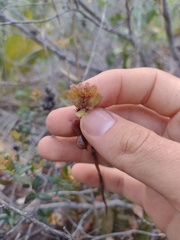 Epidendrum orchidiflorum