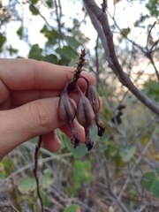 Epidendrum orchidiflorum