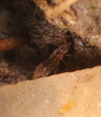 Isotomurus maculatus