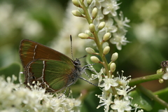 Callophrys xami