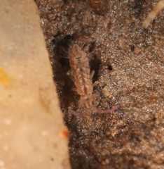 Isotomurus maculatus