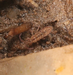 Isotomurus maculatus