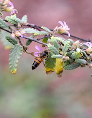 Apis mellifera