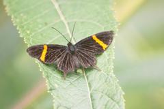 Barbicornis basilis basilis