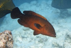 Cephalopholis nigripinnis