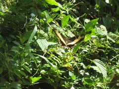 Heraclides andraemon