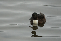 Anas platyrhynchos domesticus