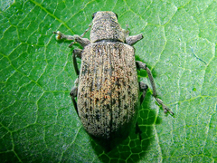 Polydrusus cervinus