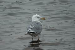 Larus cachinnans