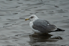 Larus argentatus