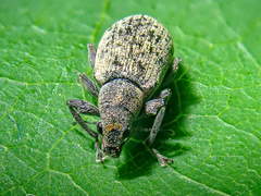 Polydrusus cervinus