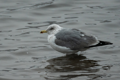 Larus argentatus