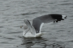 Larus canus