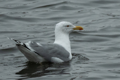 Larus argentatus