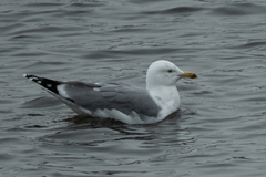 Larus argentatus