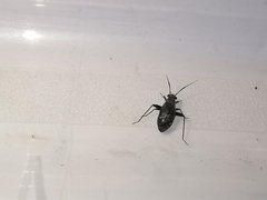 Orthocephalus saltator