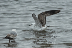 Larus canus