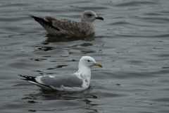 Larus argentatus