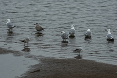 Larus argentatus