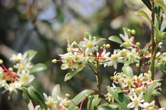 Drimys angustifolia