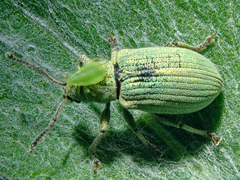 Phyllobius virideaeris