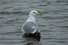 Larus argentatus