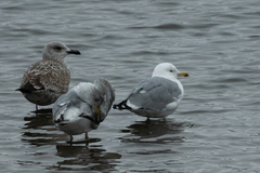 Larus argentatus