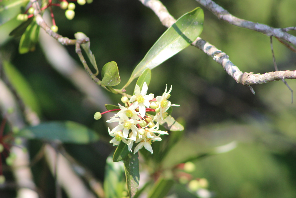 Drimys angustifolia