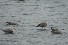 Larus argentatus