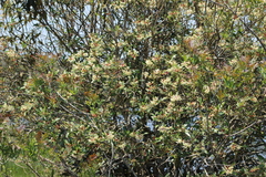 Drimys angustifolia