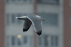 Larus