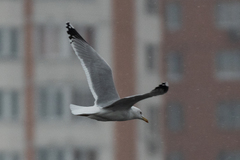 Larus