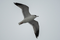 Larus canus