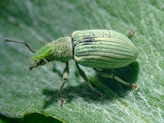 Phyllobius virideaeris