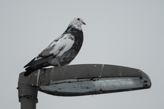 Columba livia domestica