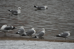 Larus canus