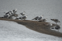 Larus canus