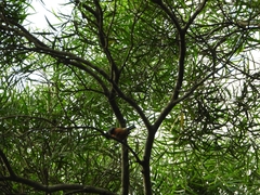 Sittiparus castaneoventris