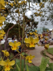 Cyrtopodium flavum