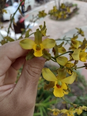 Cyrtopodium flavum