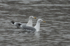 Larus cachinnans