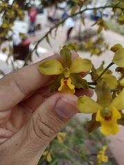 Cyrtopodium flavum